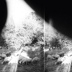 Godspeed You! Black Emperor :: Asunder, Sweet And Other Distress